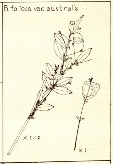 B. foliosa var. australis
